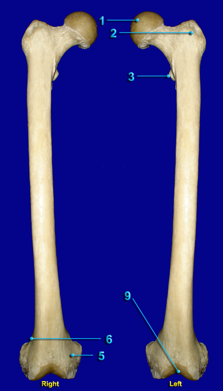 FEMUR 