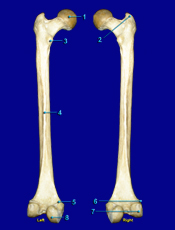 Posterior Femur