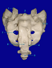 Sacrum