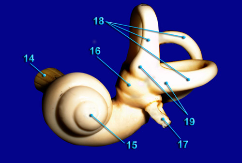 EAR - COCHLEA