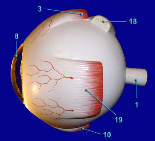 EYE  LATERAL VIEW