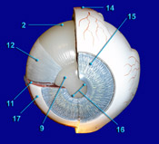Eye - Anterior View