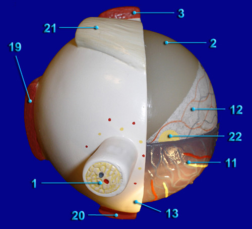 POSTERIOR VIEW