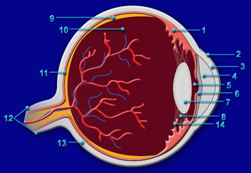 EYE ILLUSTRATION