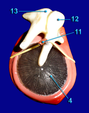 Tympanic Membrane