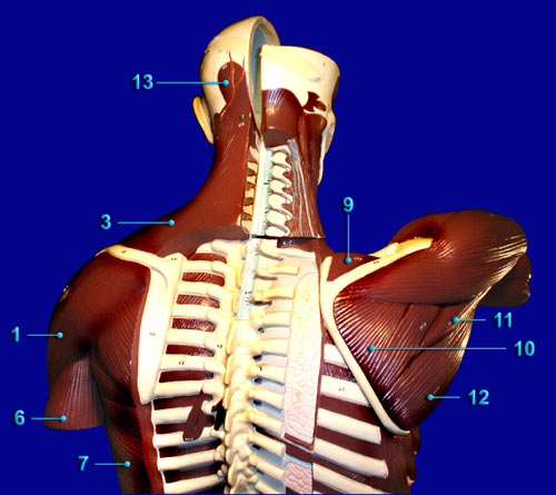 POSTERIOR