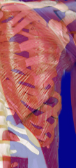 Musculature of Thorax