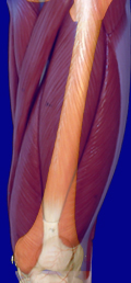 Thigh Muscles