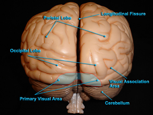 BRAIN - POSTERIOR VIEW