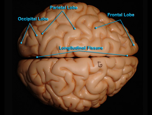 BRAIN - SUPERIOR VIEW