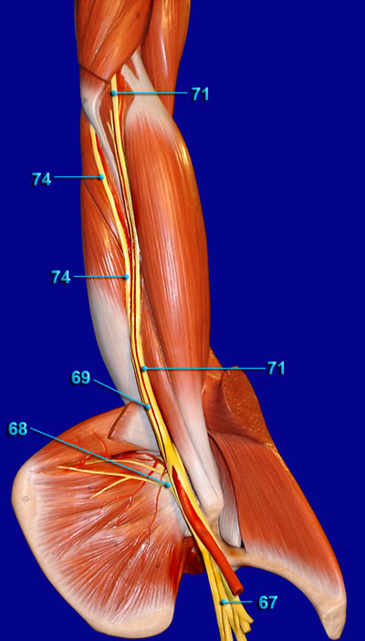 Brachial Plexus and Major Nerves of the Upper Extremity