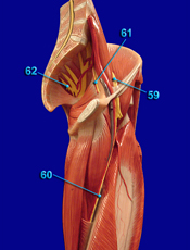 Radial Nerve