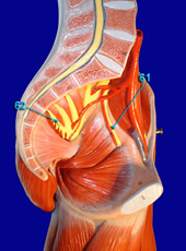 Radial Nerve
