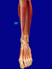 Radial Nerve