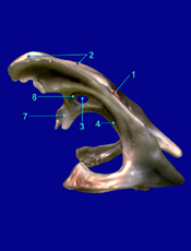 Ventricles - Posterior
