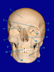 Skull Anterior