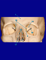 Lateral Sutures
