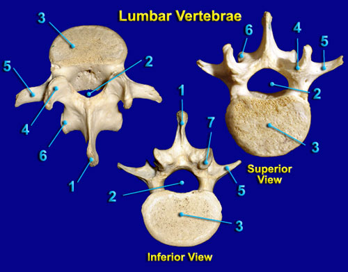 Lumbar Vertebrae