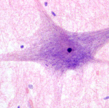 nervous tissue slide