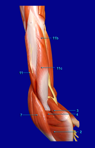 ARM POSTERIOR