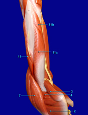 Arm - Posterior