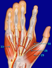 Hand - Anterior