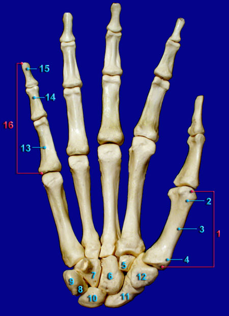HAND