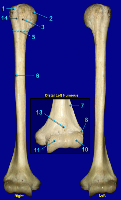 HUMERUS - ANTERIOR VIEW