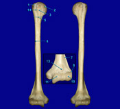 Humerus - Anterior View