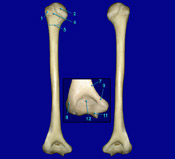 Humerus - Posterior View