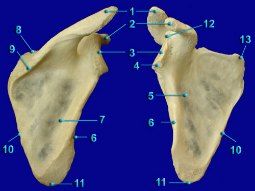 Scapula