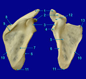 Scapula
