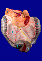 Digestive System