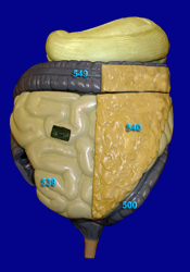Digestive System
