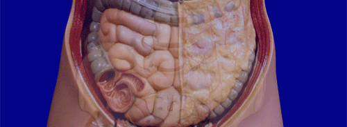 Digestive System