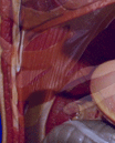 Kidney-Urinary System