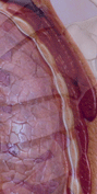 Respiratory System